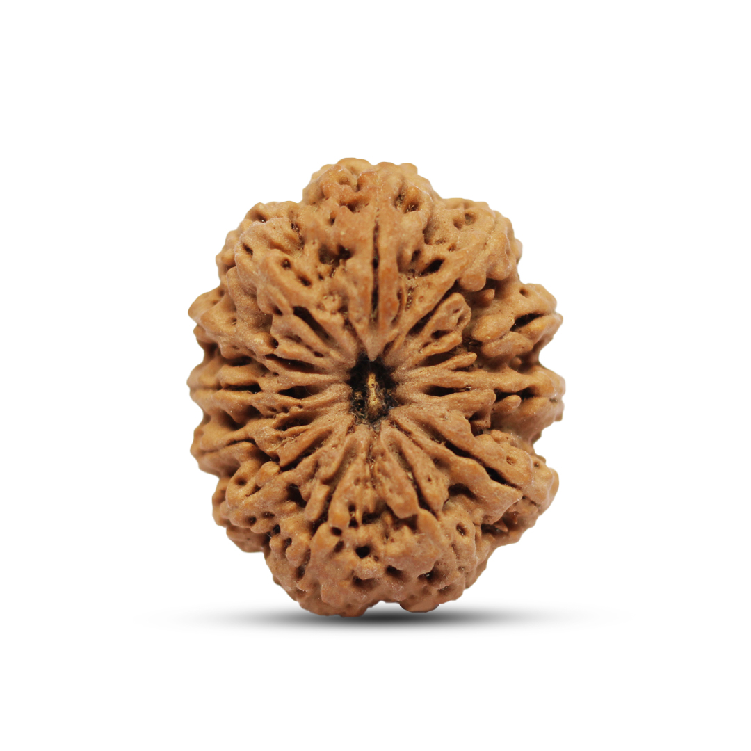 12 mukhi Rudraksha from Nepal - 31mm - I
