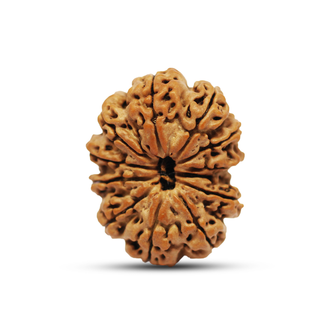 12 mukhi Rudraksha from Nepal - 25mm