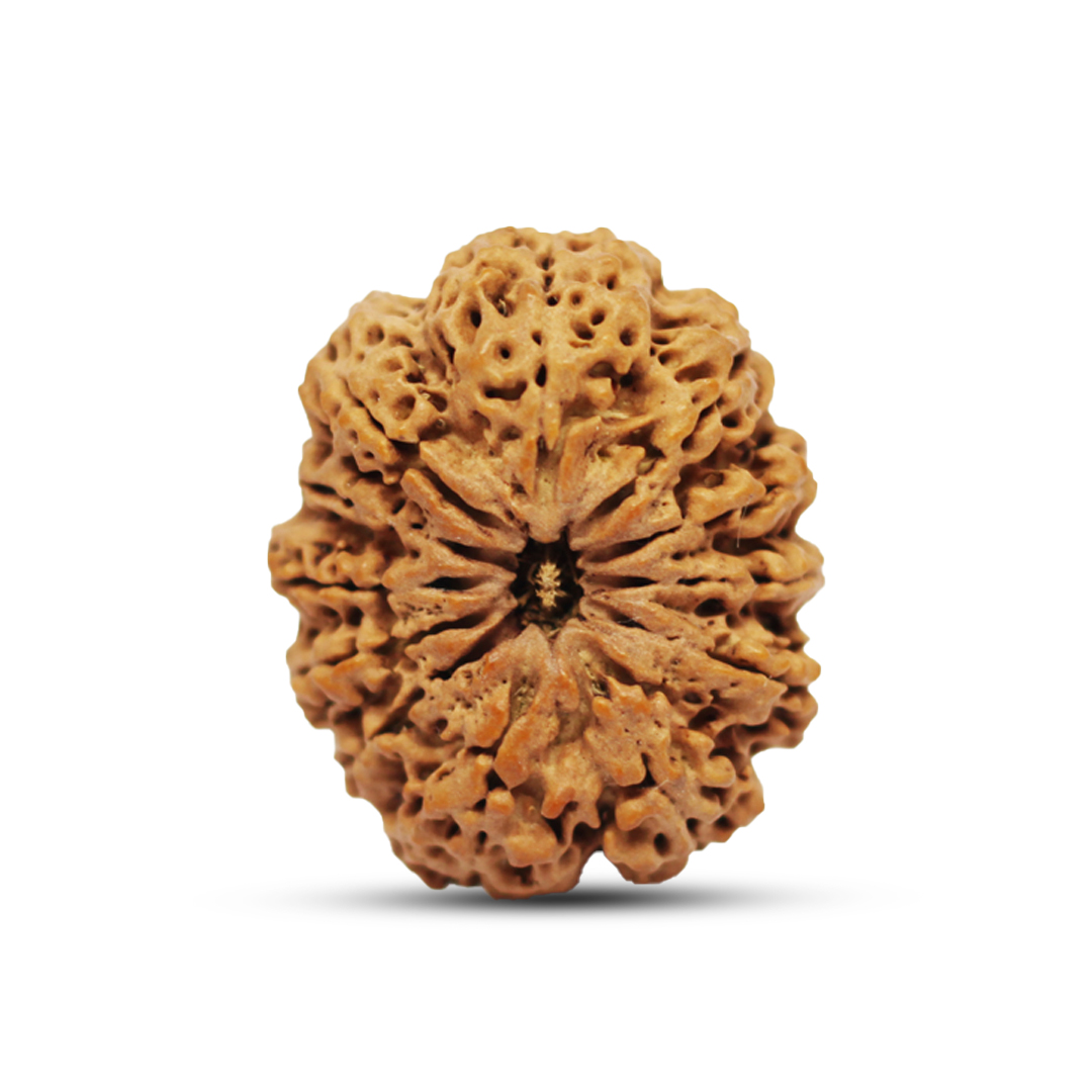 12 mukhi Rudraksha from Nepal - 28mm