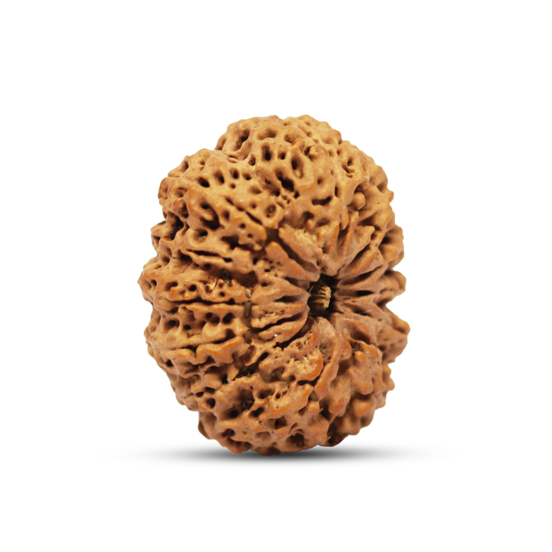 12 mukhi Rudraksha from Nepal - 28mm - Image 2