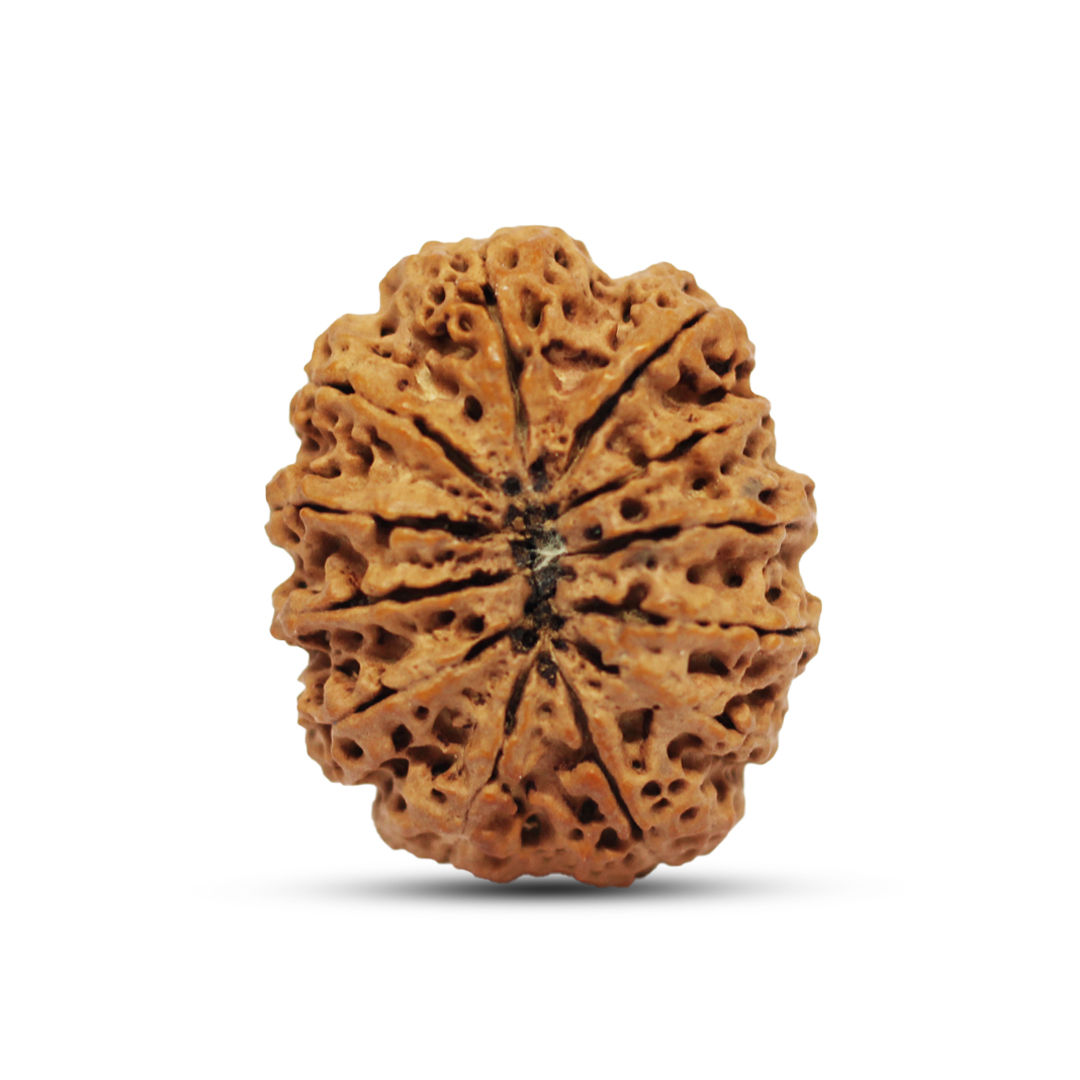 12 mukhi Rudraksha from Nepal - 28mm - Image 3