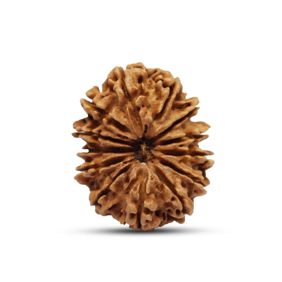 13 Mukhi  Rudraksha From Nepal - 27mm