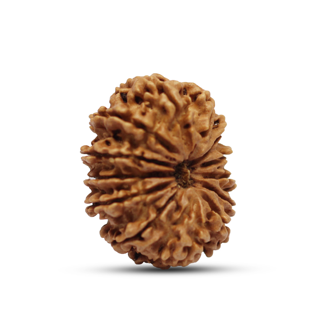 13 Mukhi Rudraksha From Nepal - 27mm - Image 2