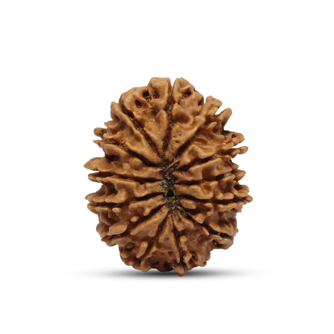 13 Mukhi Rudraksha From Nepal - 27mm - Image 3