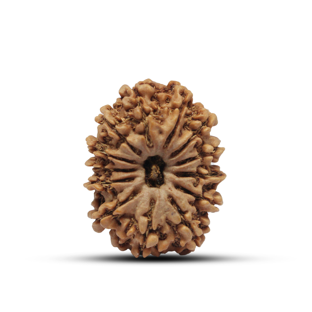 13 Mukhi  Rudraksha From Nepal - 30mm