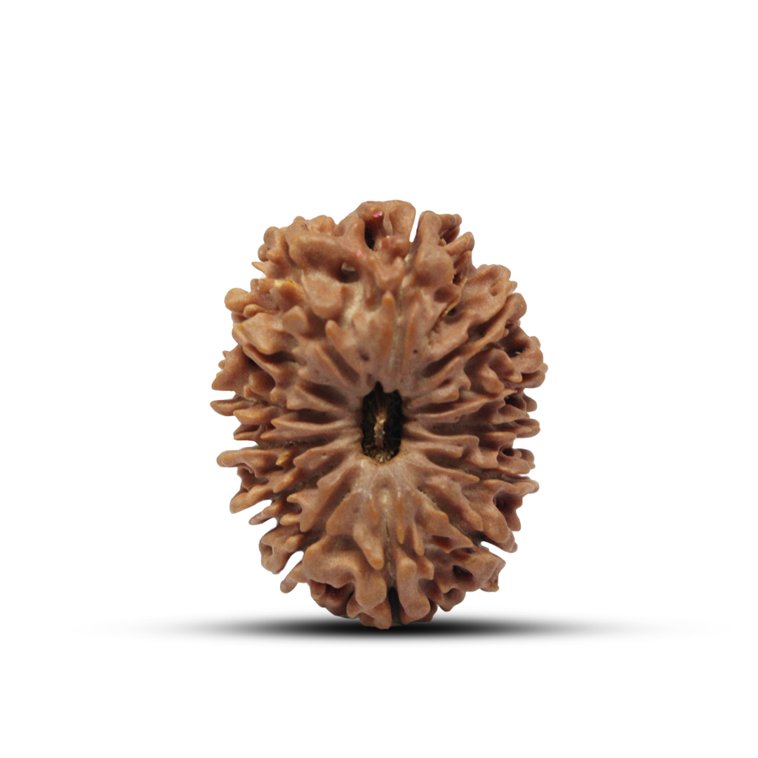 13 Mukhi  Rudraksha From Nepal - 29mm