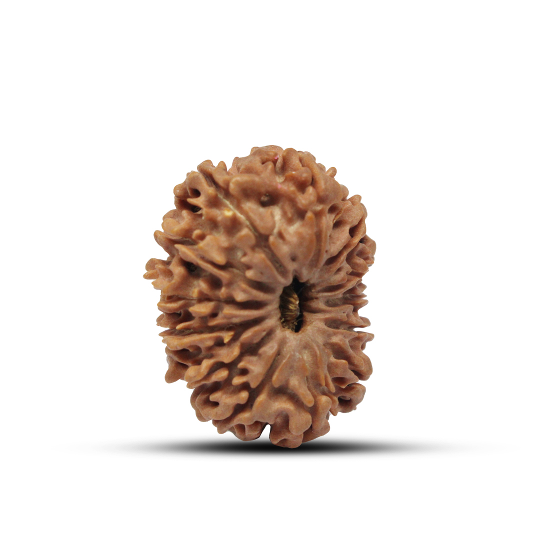 13 Mukhi Rudraksha From Nepal - 29mm - Image 2