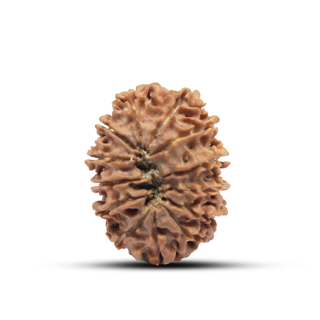 13 Mukhi Rudraksha From Nepal - 29mm - Image 3
