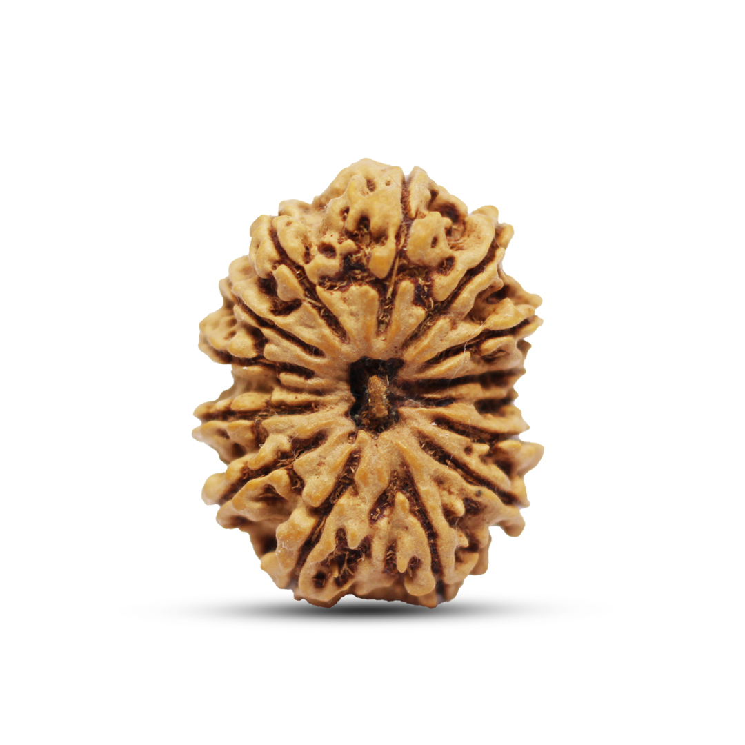 14 mukhi Rudraksha from Nepal - 27 mm