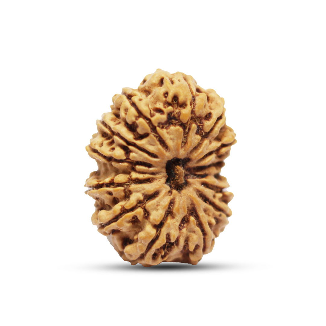 14 mukhi Rudraksha from Nepal - 27 mm - Image 2