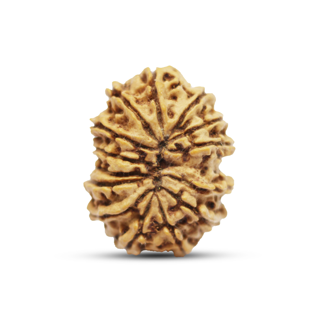 14 mukhi Rudraksha from Nepal - 27 mm - Image 3