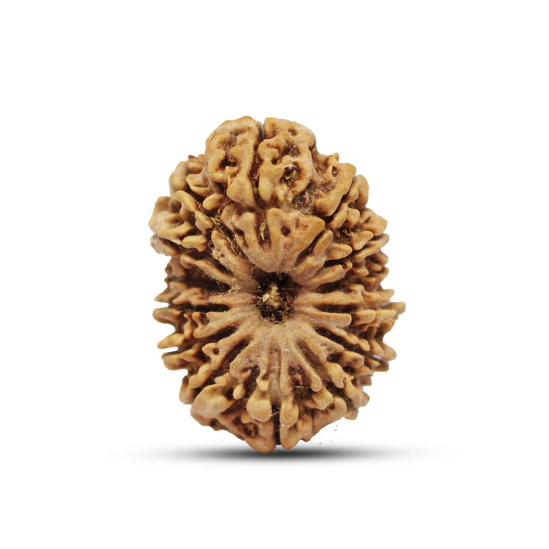 14 mukhi Rudraksha from Nepal - 28 mm