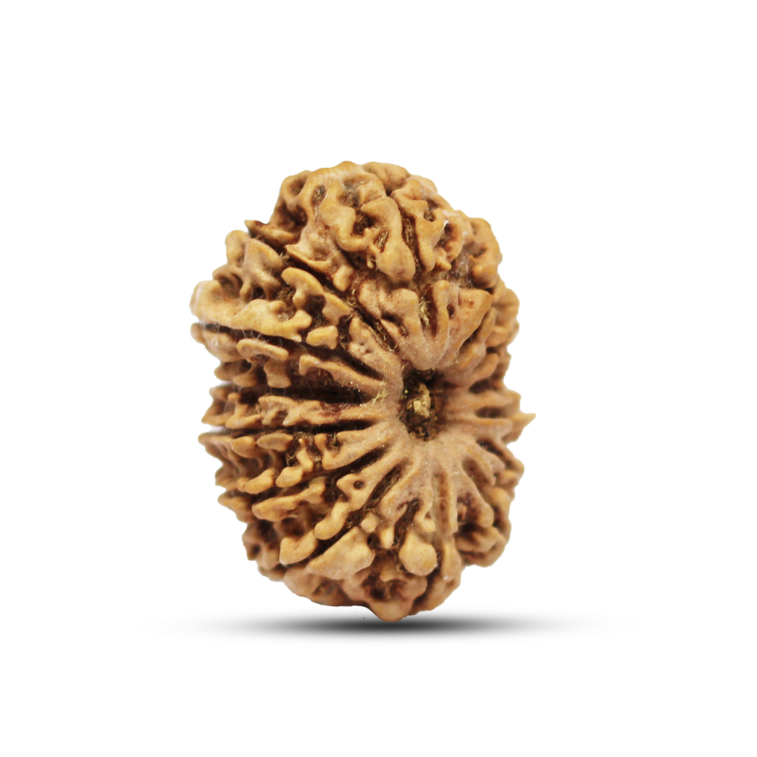 14 mukhi Rudraksha from Nepal - 28 mm - Image 2
