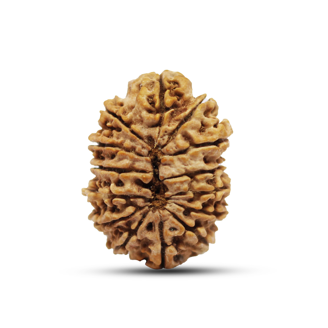 14 mukhi Rudraksha from Nepal - 28 mm - Image 3