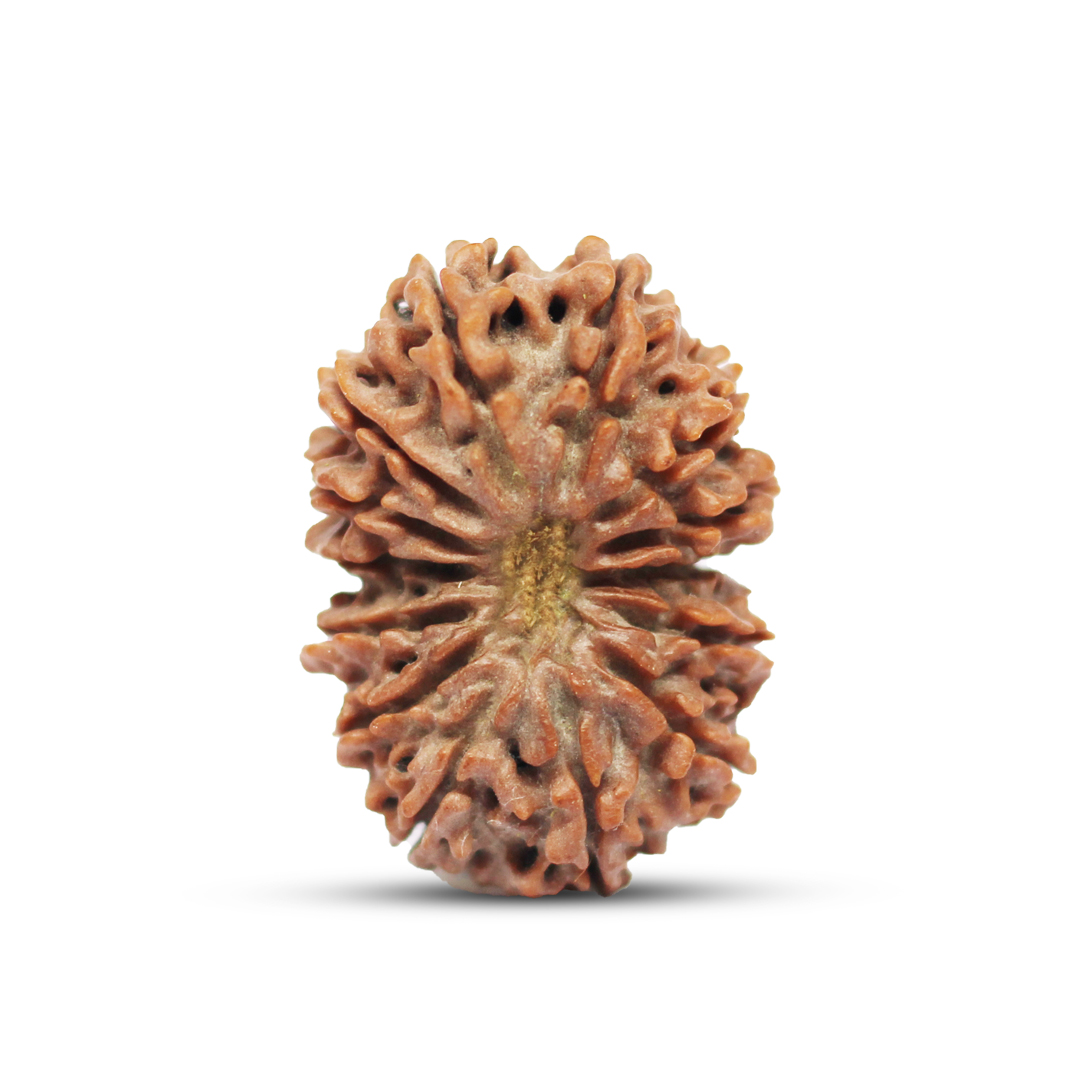 14 mukhi Rudraksha from Nepal - 29 mm