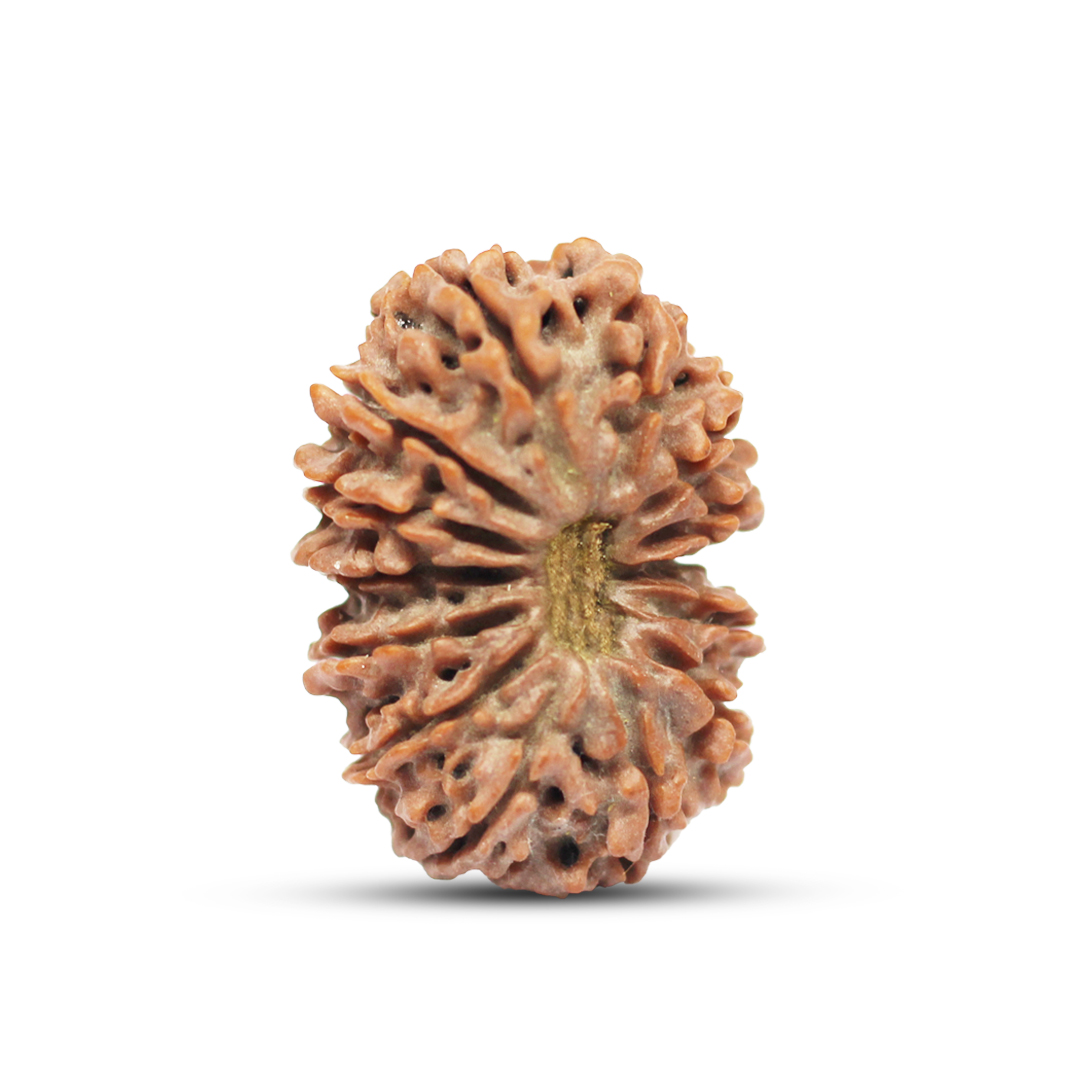 14 mukhi Rudraksha from Nepal - 29 mm - Image 2