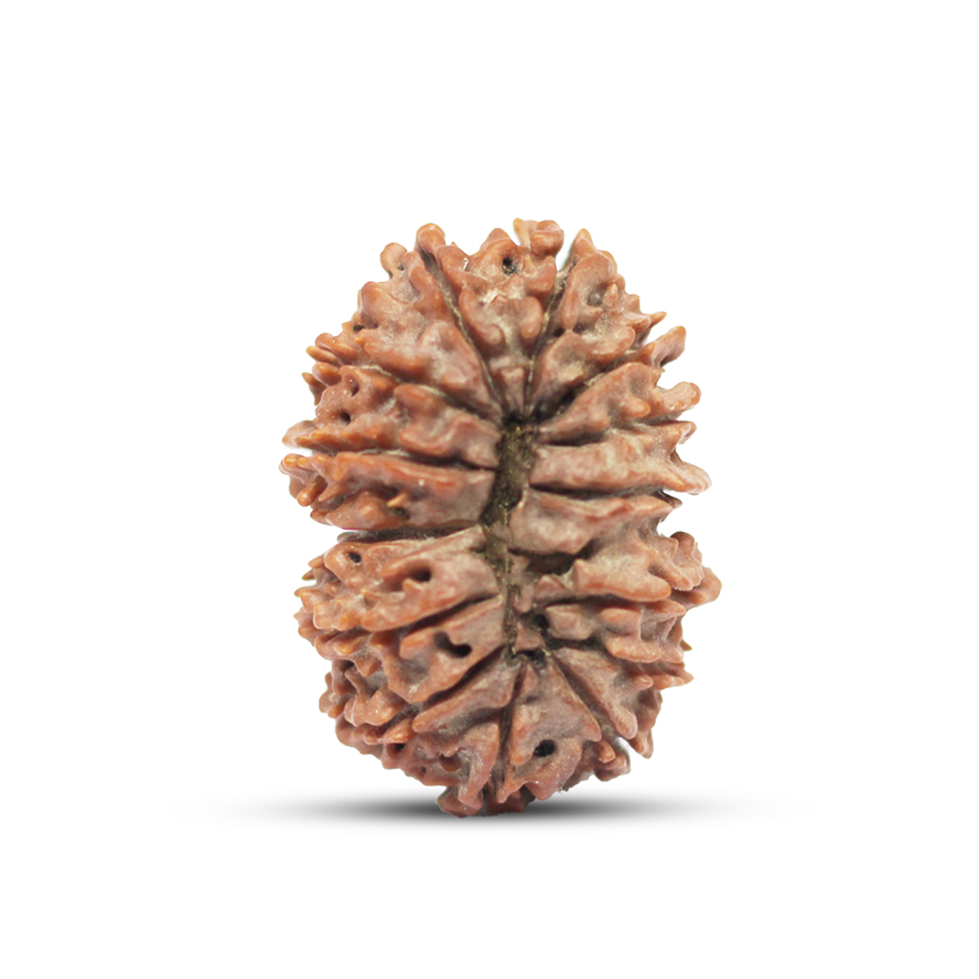 14 mukhi Rudraksha from Nepal - 29 mm - Image 3