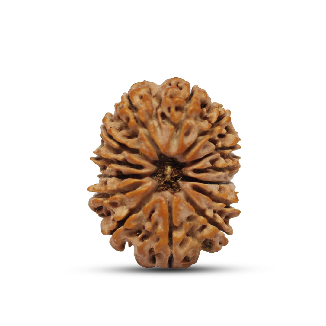 14 mukhi Rudraksha from Nepal - 30 mm