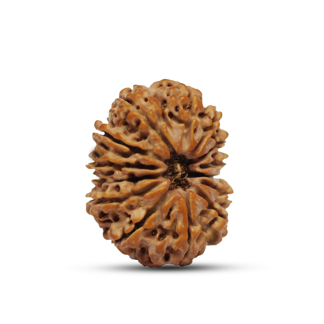 14 mukhi Rudraksha from Nepal - 30 mm - Image 2
