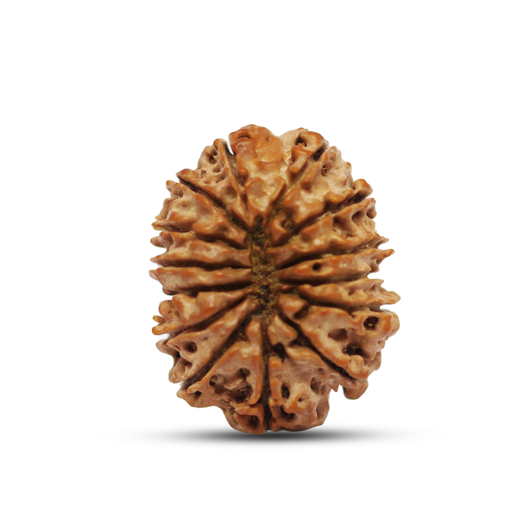 14 mukhi Rudraksha from Nepal - 30 mm - Image 3