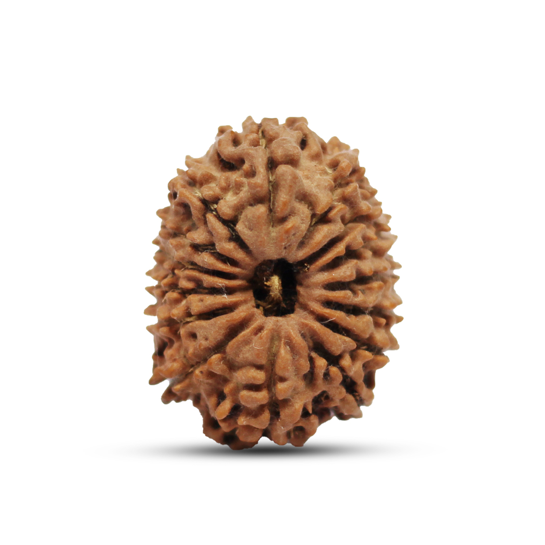 15 mukhi Rudraksha from Nepal - 29mm