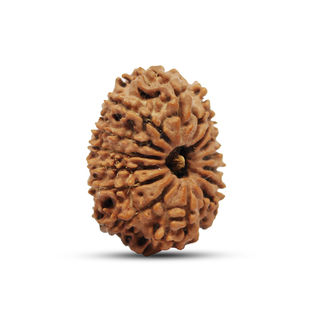 15 mukhi Rudraksha from Nepal - 29mm - Image 2