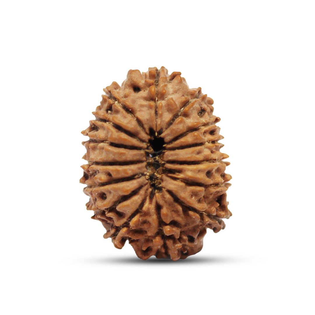 15 mukhi Rudraksha from Nepal - 29mm - Image 3