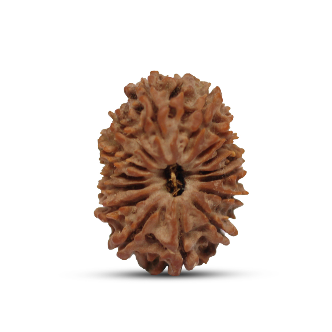 15 mukhi Rudraksha from Nepal - 27mm