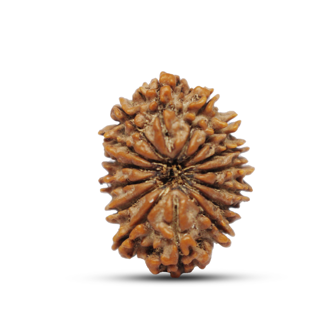 15 mukhi Rudraksha from Nepal - 28mm