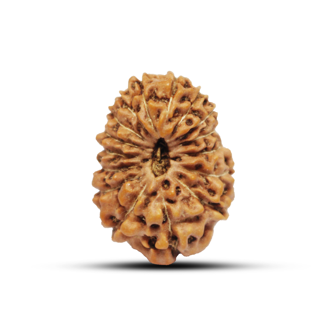 16 mukhi Rudraksha from Java Indonesia - 20mm