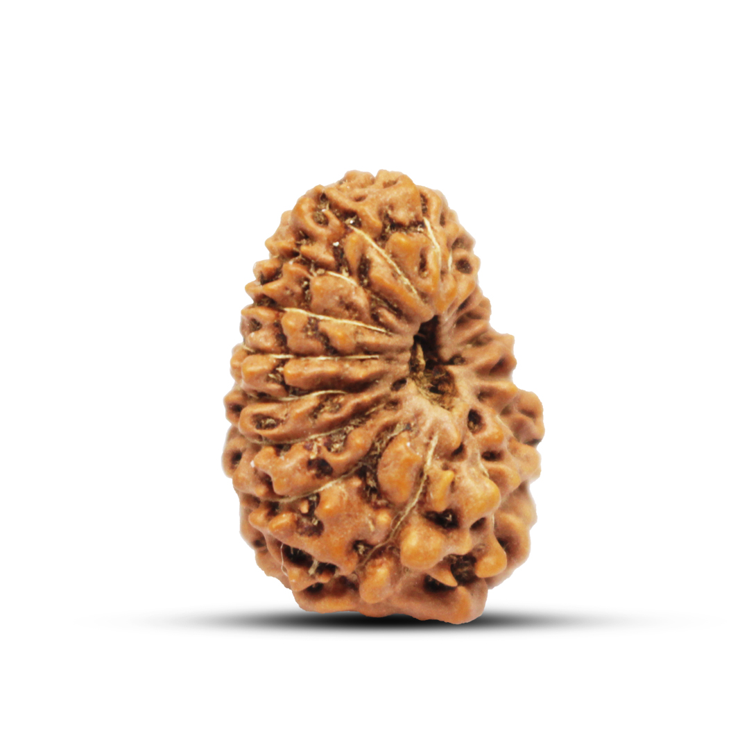16 mukhi Rudraksha from Java Indonesia - 20mm - Image 2