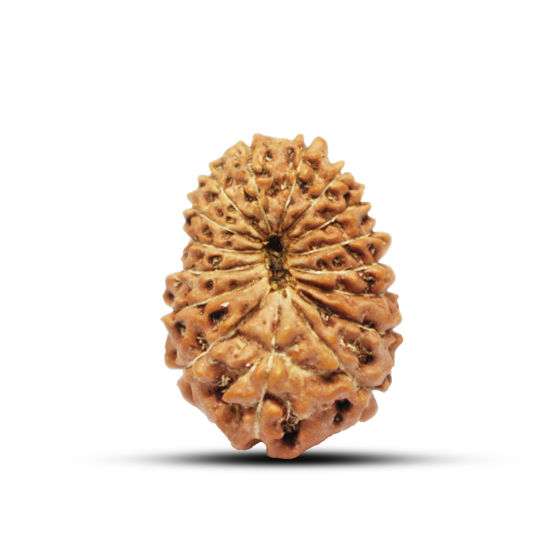 16 mukhi Rudraksha from Java Indonesia - 20mm - Image 3