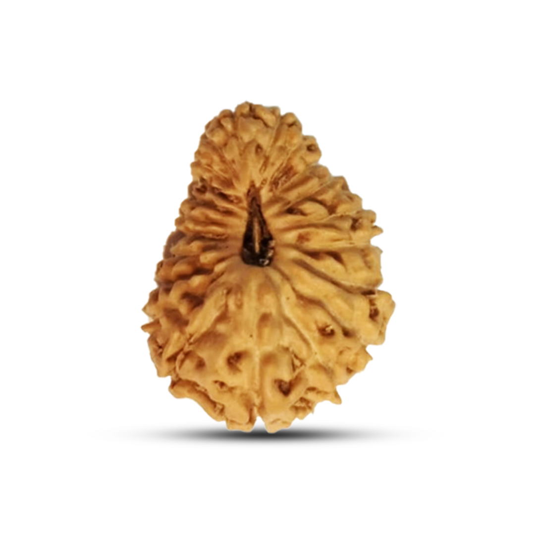21 mukhi Rudraksha from Java, Indonesia - 16 mm