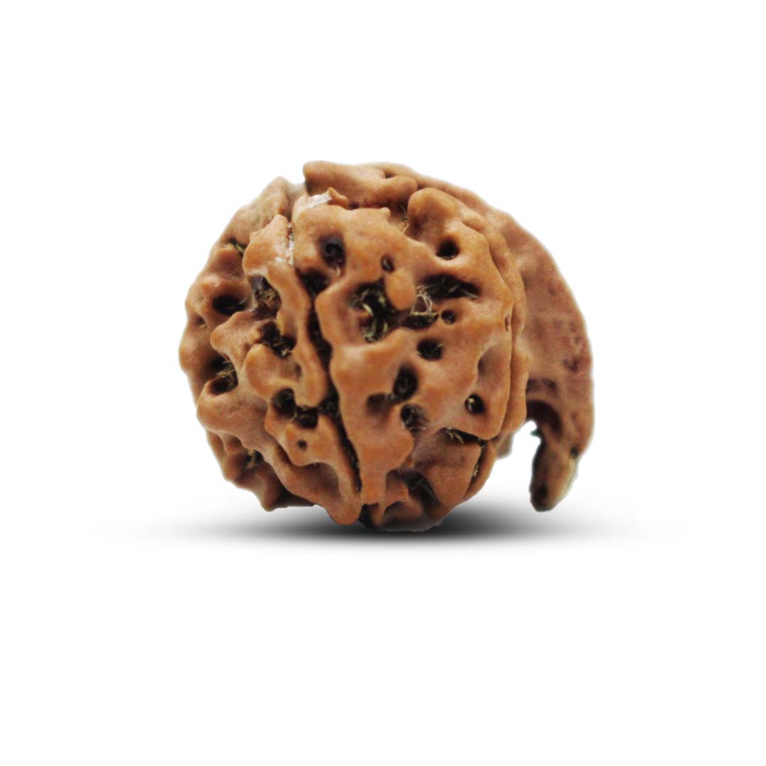Ganesh Rudraksha From Nepal - 16 to 18mm
