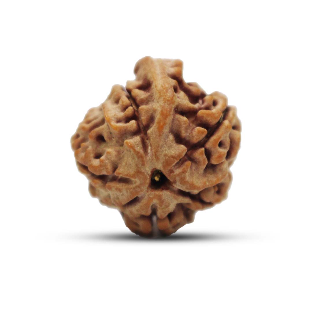 Ganesh Rudraksha From Nepal - 19 to 20mm - Image 2