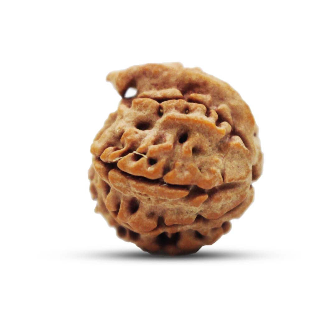 Ganesh Rudraksha From Nepal - 19 to 20mm - Image 3