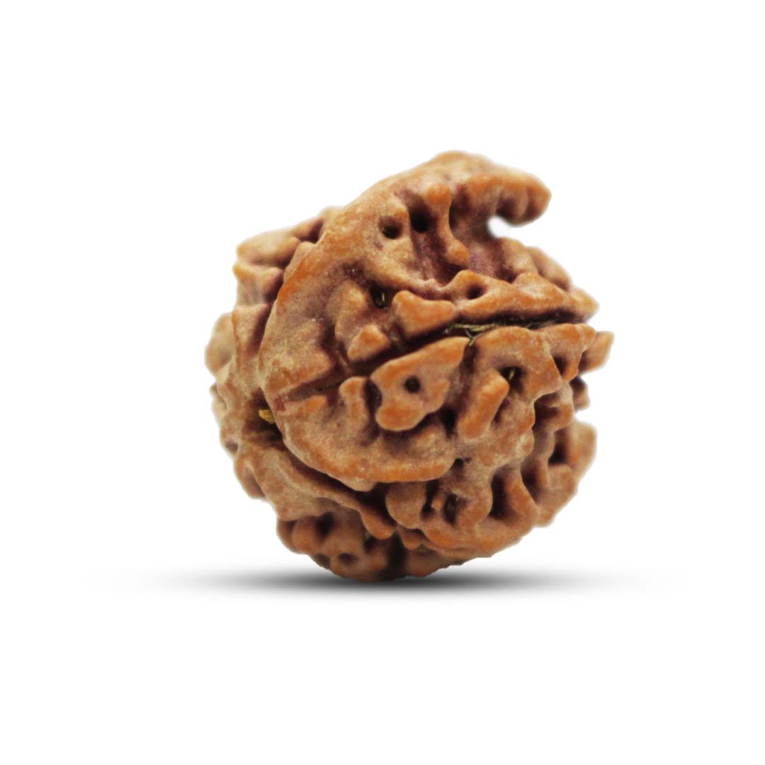 Ganesh Rudraksha From Nepal - 19 to 20mm - Image 4