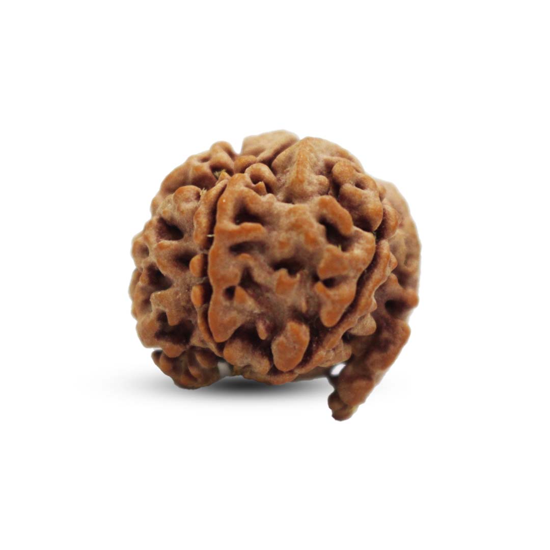 Ganesh Rudraksha From Nepal - 19 to 20mm