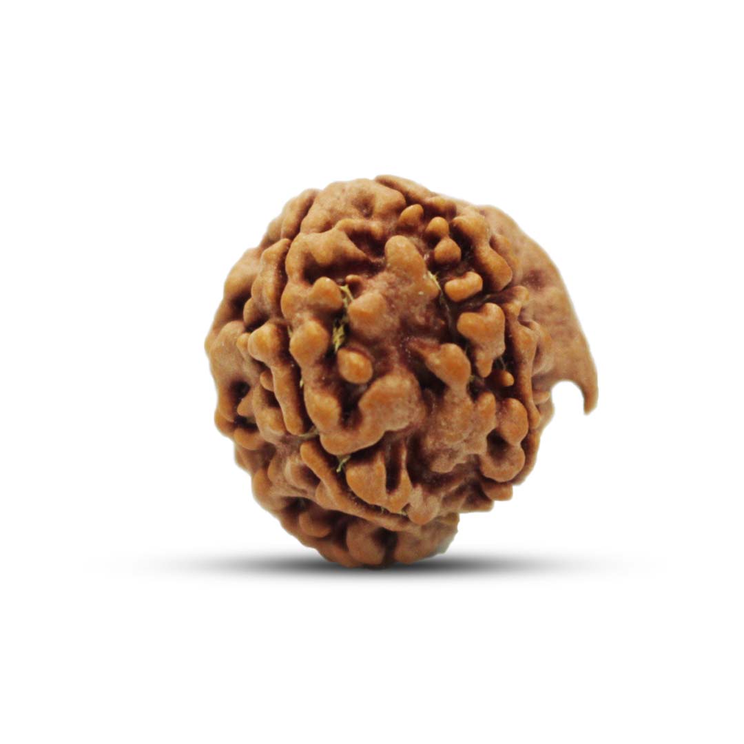Ganesh Rudraksha From Nepal - 21 to 22mm