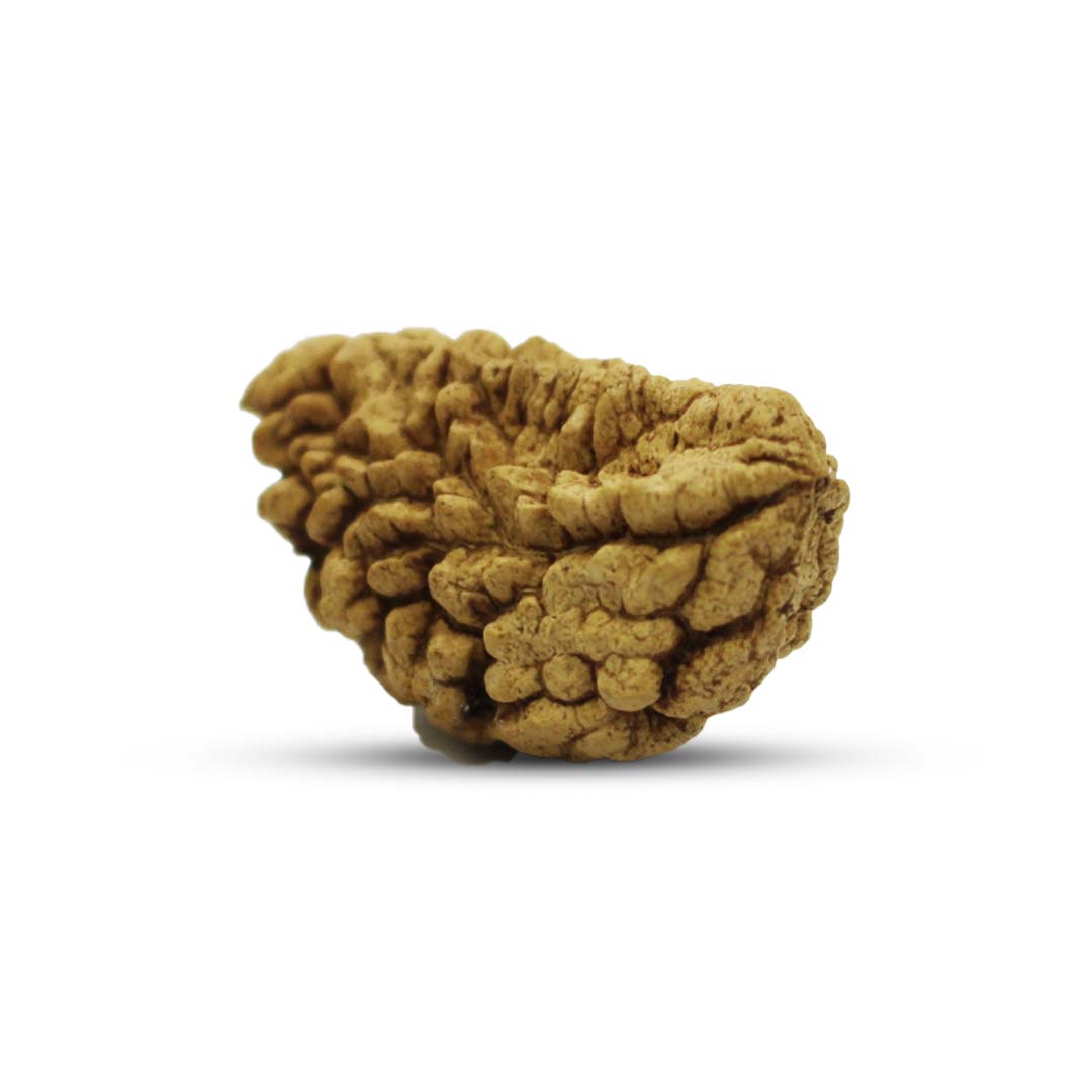Halfmoon Rudraksha from Sri Lanka - 28 to 30mm - Image 2