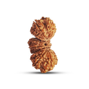 Trijuti Rudraksha from Nepal - 40mm