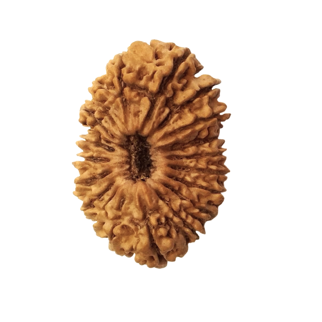 20 mukhi Rudraksha