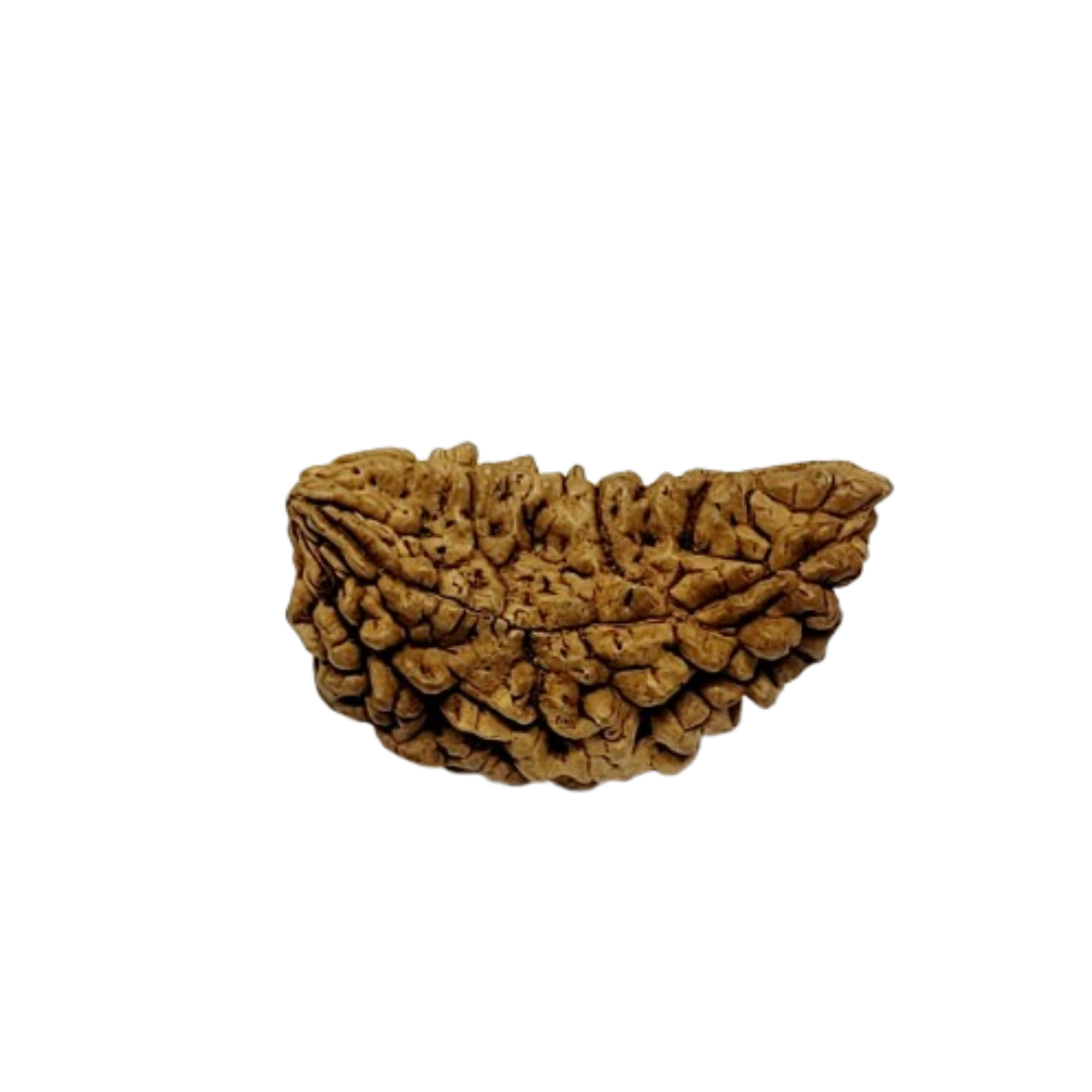 Halfmoon Rudraksha from Sri Lanka - 30 to 32mm - Image 3