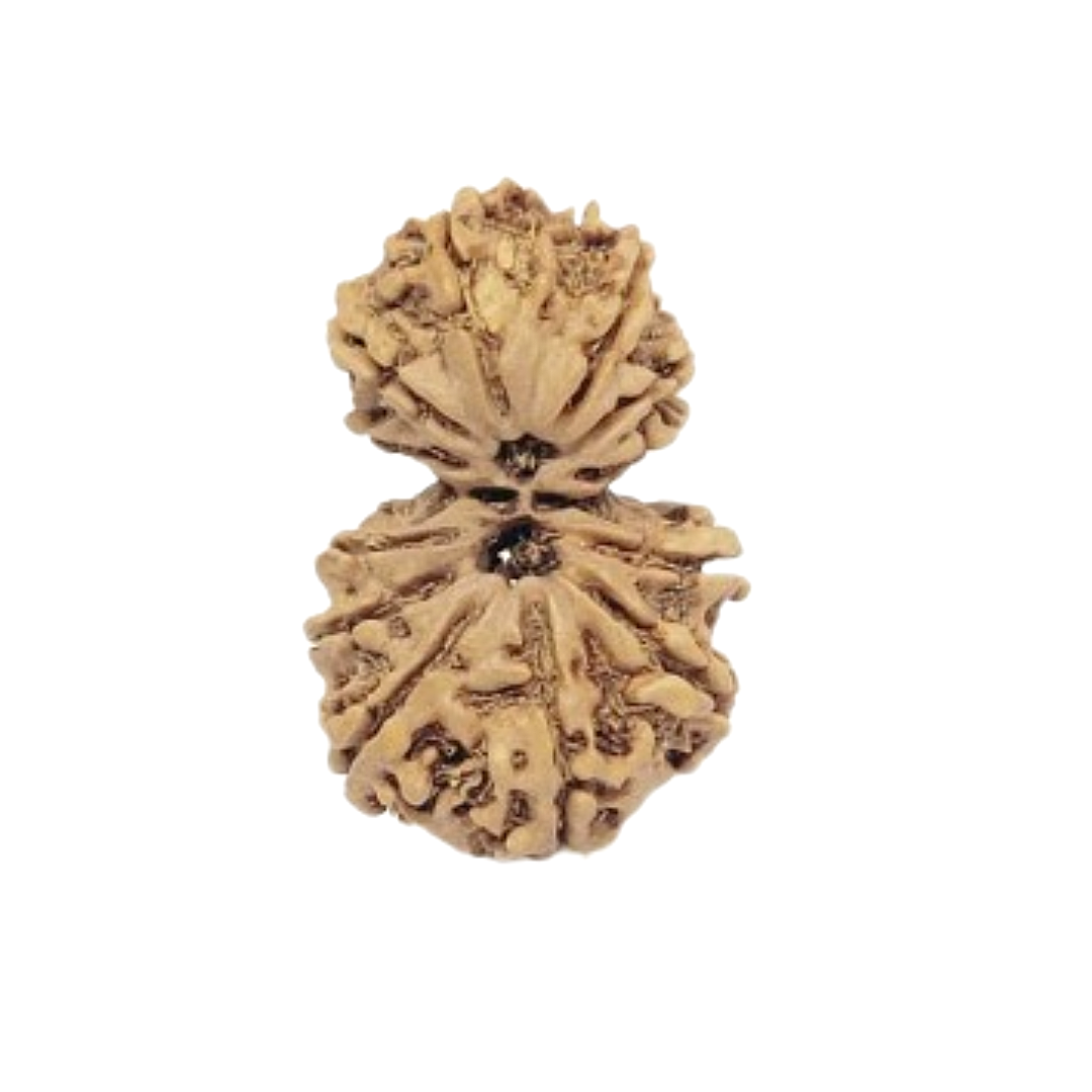 GarbhGauri Rudraksha
