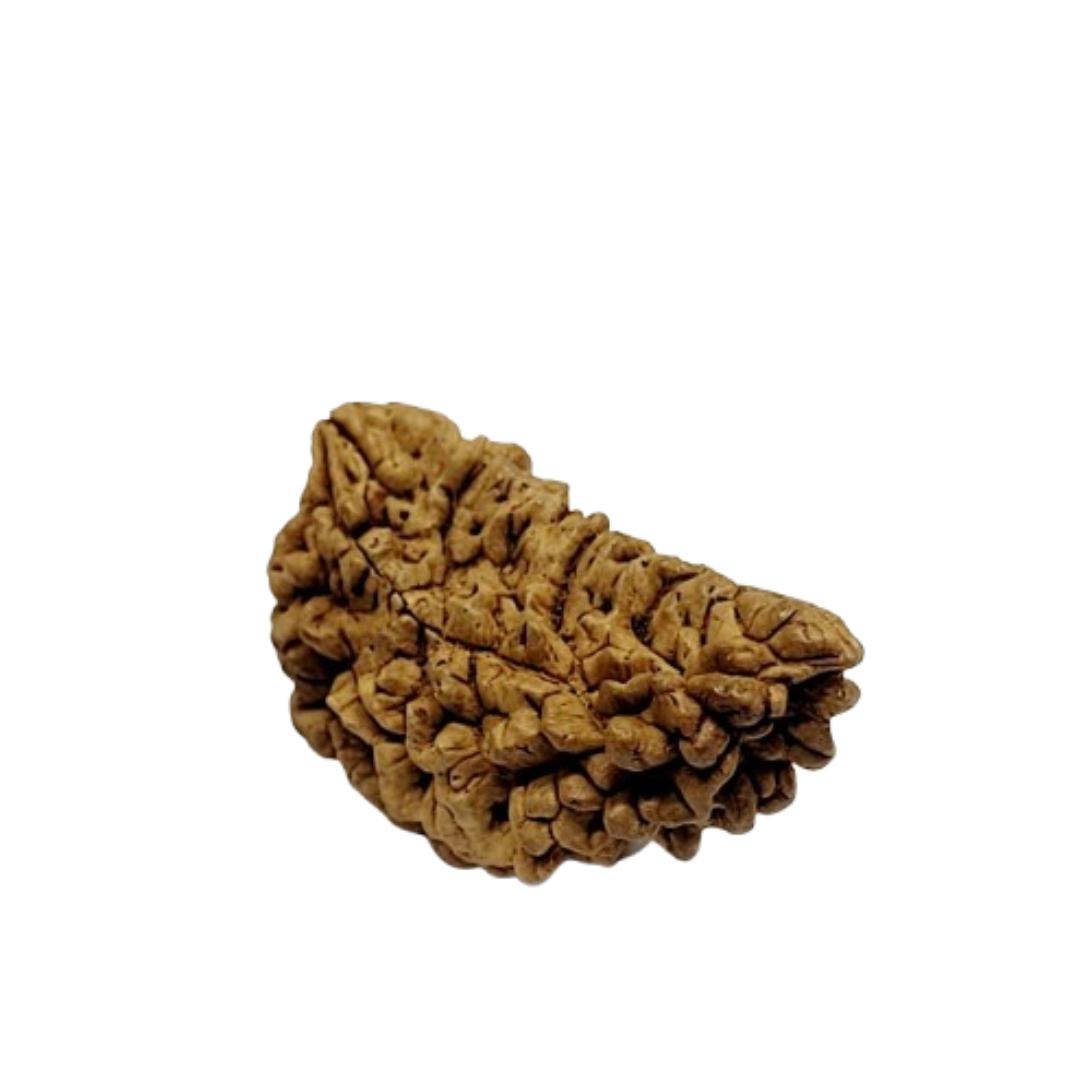 Halfmoon Rudraksha from Sri Lanka - 30 to 32mm - Image 4
