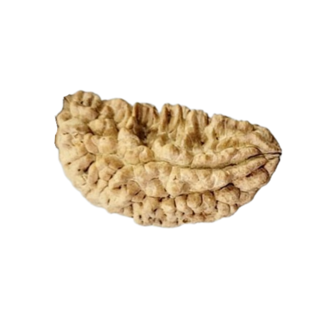 Halfmoon Rudraksha from Sri Lanka - 35 to 38mm