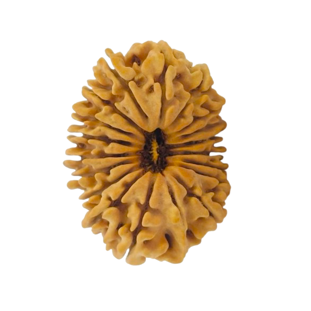 19 mukhi Rudraksha
