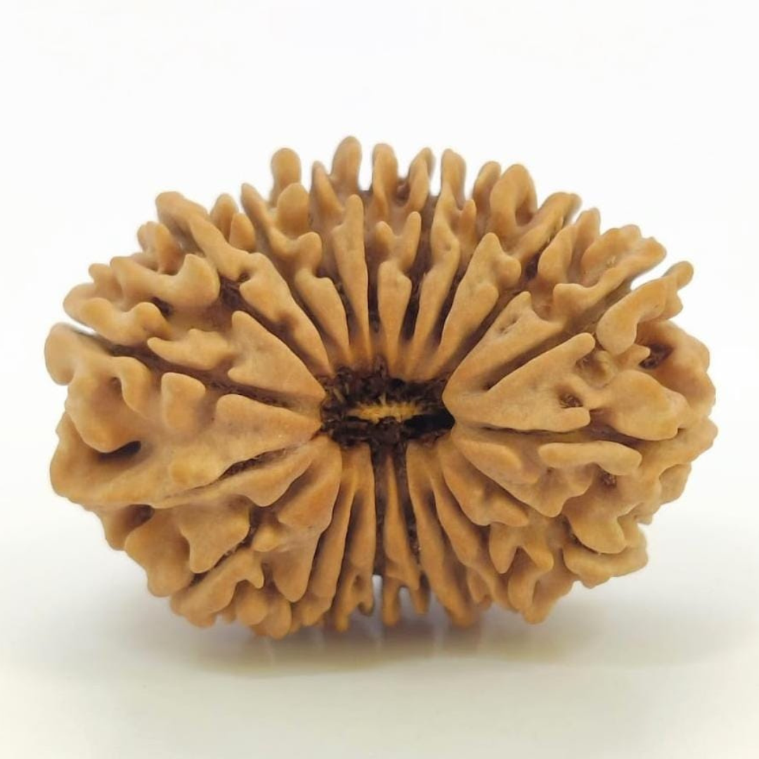 Rudraksha