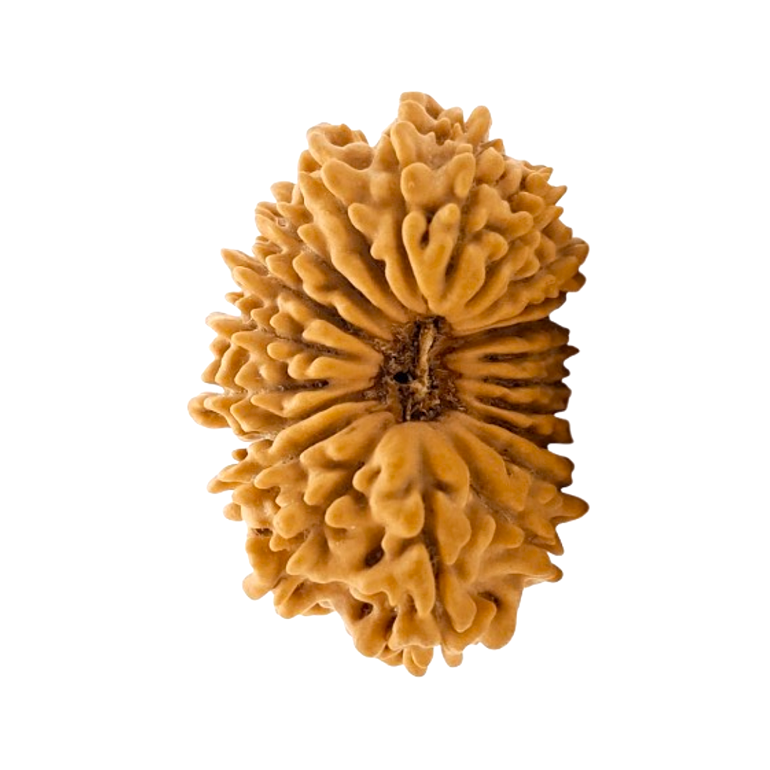 21 mukhi Rudraksha