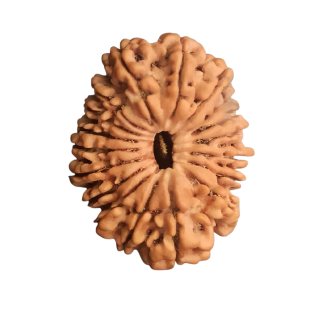 18 mukhi Rudraksha